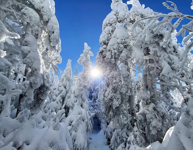 Découvrez les fantômes de neige de la Grande Coulée